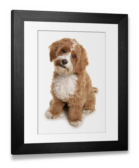 Framed Print : Domestic Dog, Cavapoo (Cavalier King Charles Spaniel x Poodle), adult, sitting Framed Print : Domestic Dog, Cavapoo (Cavalier King Charles Spaniel x Poodle), adult, sitting