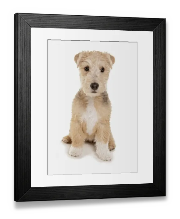 Framed Print : Domestic Dog, Lakeland Terrier, puppy, sitting Framed Print : Domestic Dog, Lakeland Terrier, puppy, sitting