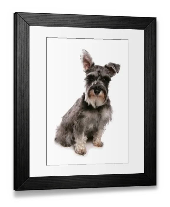 Framed Print : Domestic Dog, Standard Schnauzer, adult, sitting Framed Print : Domestic Dog, Standard Schnauzer, adult, sitting