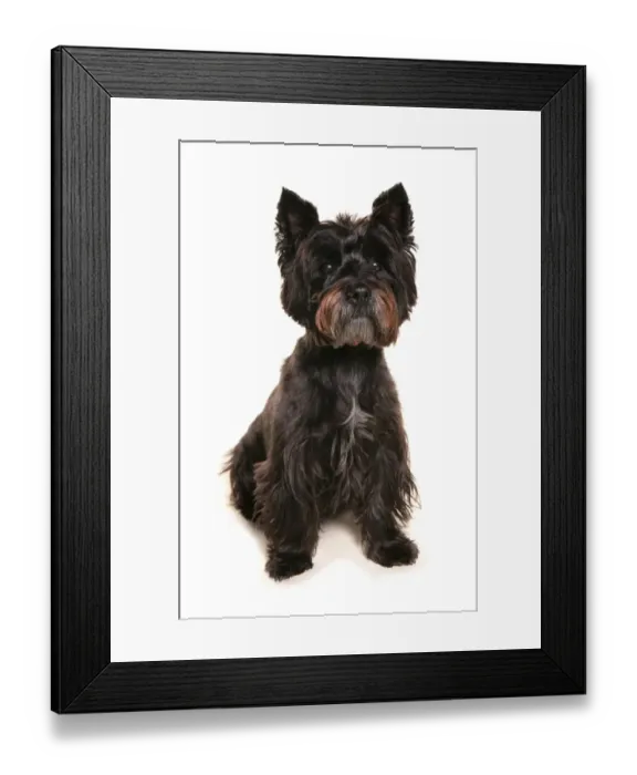 Framed Print : Domestic Dog, Cairn Terrier, adult, sitting Framed Print : Domestic Dog, Cairn Terrier, adult, sitting