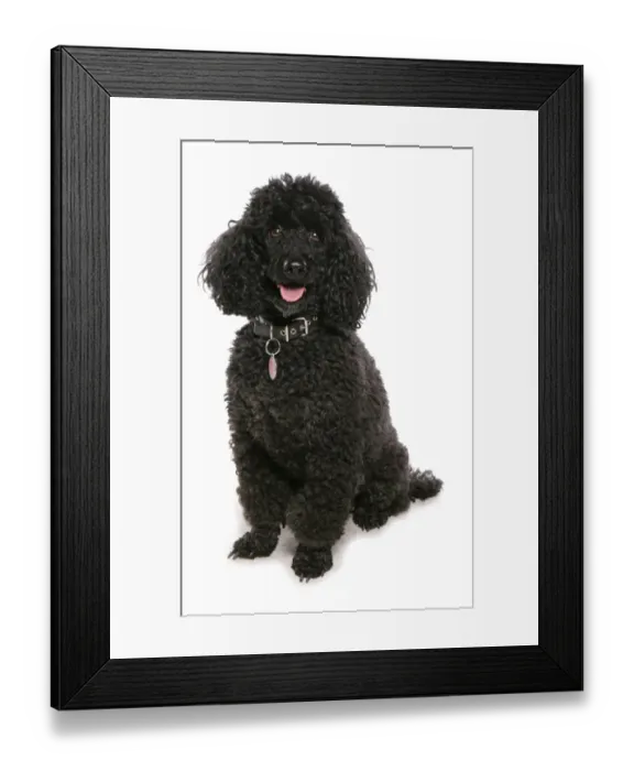 Framed Print : Domestic Dog, Miniature Poodle, adult, sitting Framed Print : Domestic Dog, Miniature Poodle, adult, sitting
