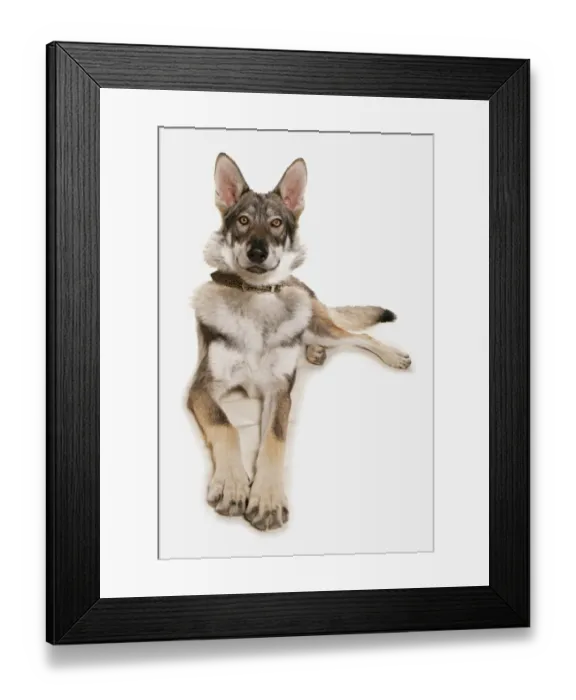 Framed Print : Domestic Dog, Wolfdog, adult, laying Framed Print : Domestic Dog, Wolfdog, adult, laying
