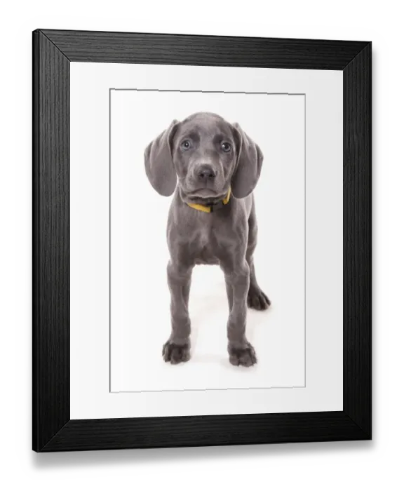 Framed Print : Domestic Dog, Weimaraner, blue short-haired variety, puppy, standing Framed Print : Domestic Dog, Weimaraner, blue short-haired variety, puppy, standing