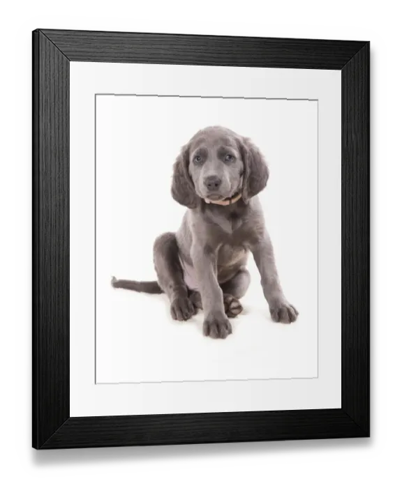 Framed Print : Domestic Dog, Weimaraner, blue long-haired variety, puppy, sitting