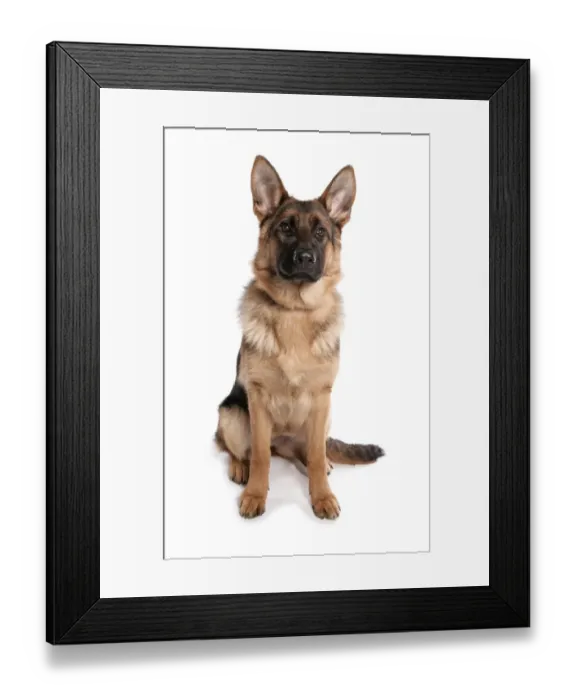 Framed Print : Domestic Dog, German Shepherd Dog, adult, sitting