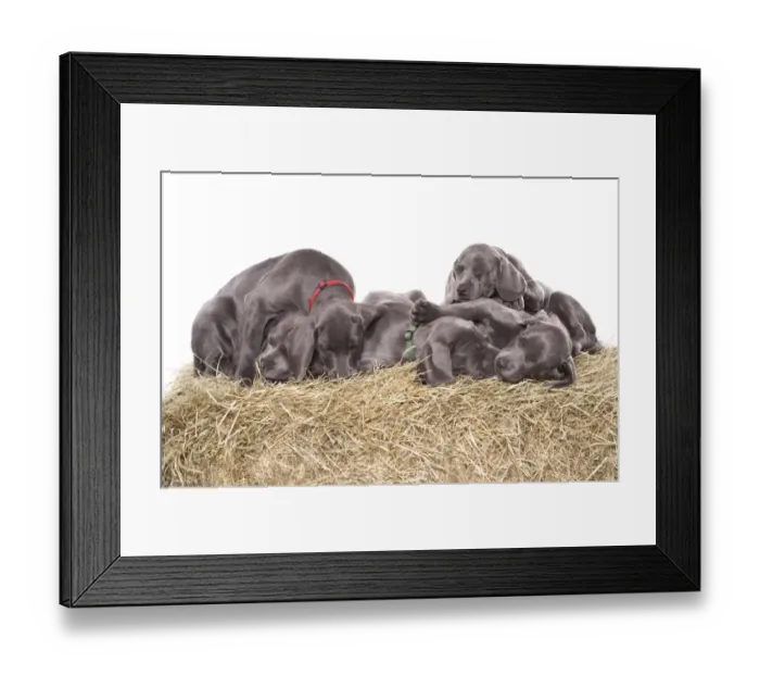 Framed Print : Domestic Dog, Weimaraner, blue short-haired variety, puppies, sleeping Framed Print : Domestic Dog, Weimaraner, blue short-haired variety, puppies, sleeping