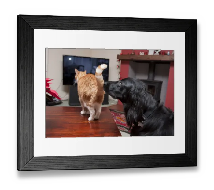 Framed Print : Domestic Dog, Flat-coated Retriever, adult, sniffing Domestic Cat, ginger tabby, adult, standing on table in room
