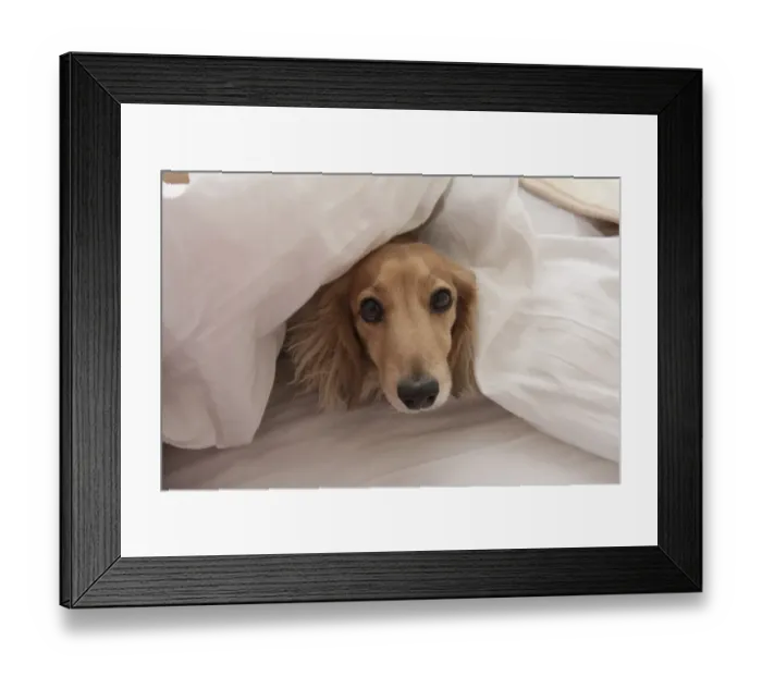 Framed Print : Domestic Dog, Long-haired Miniature Dachshund, adult, looking out from under bed sheets, England, March