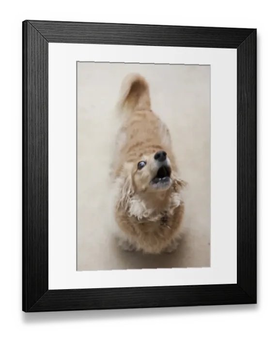 Framed Print : Domestic Dog, Long-haired Miniature Dachshund, adult, barking, England, March