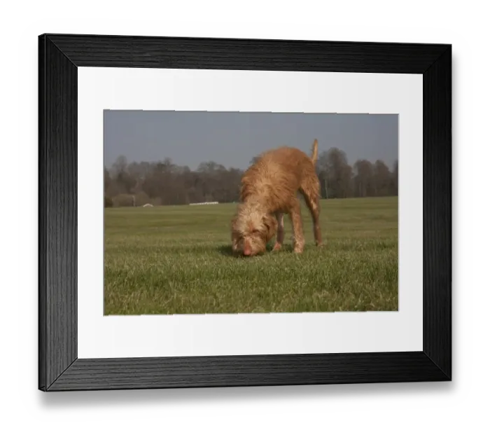 Framed Print : Domestic Dog, Hungarian Vizsla, wire-haired variety, juvenile, one-year old, sniffing ground, standing on grass Framed Print : Domestic Dog, Hungarian Vizsla, wire-haired variety, juvenile, one-year old, sniffing ground, standing on grass