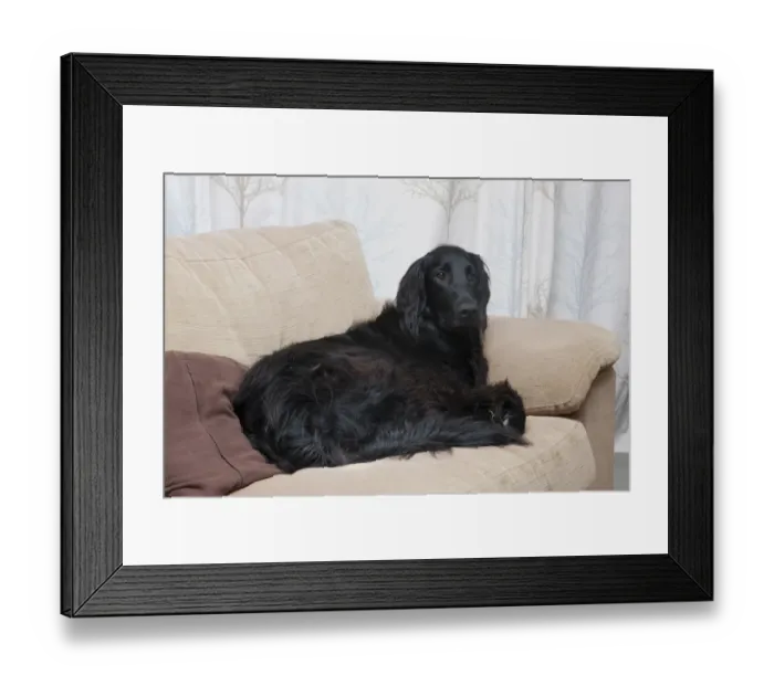 Framed Print : Domestic Dog, Flat-coated Retriever, adult, laying on sofa, England, December Framed Print : Domestic Dog, Flat-coated Retriever, adult, laying on sofa, England, December
