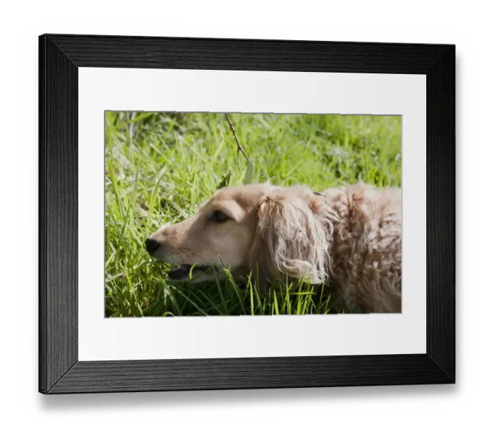 Framed Print : Domestic Dog, Long-haired Miniature Dachshund, adult, close-up of head, feeding on grass, England, March Framed Print : Domestic Dog, Long-haired Miniature Dachshund, adult, close-up of head, feeding on grass, England, March