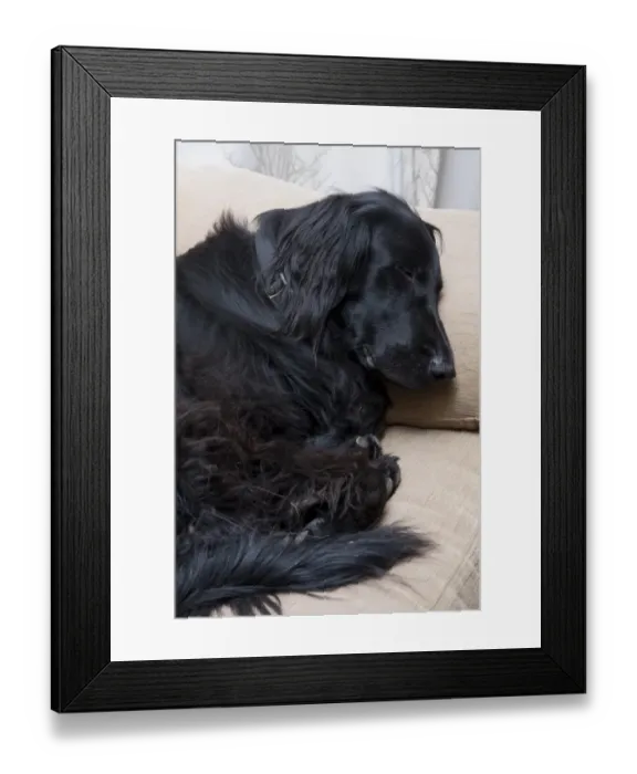 Framed Print : Domestic Dog, Falt-coated Retriever, adult, sleeping on sofa, England, December Framed Print : Domestic Dog, Falt-coated Retriever, adult, sleeping on sofa, England, December