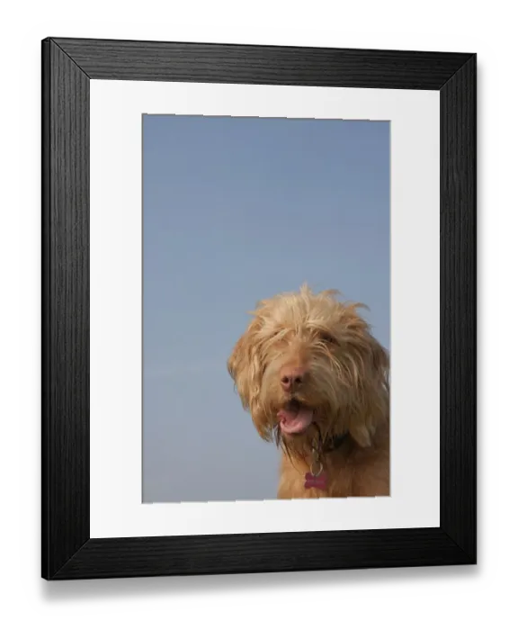 Framed Print : Domestic Dog, Hungarian Vizsla, wire-haired variety, juvenile, one-year old, close-up of head, panting, England, March Framed Print : Domestic Dog, Hungarian Vizsla, wire-haired variety, juvenile, one-year old, close-up of head, panting, England, March