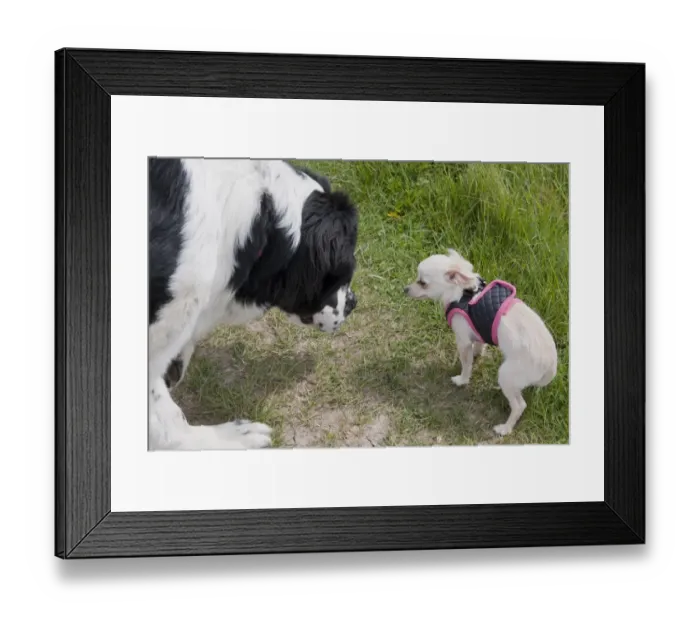 Framed Print : Domestic Dog, Saint Bernard, adult, meeting Chihuahua, long-haired variety, adult, wearing harness, England, April Framed Print : Domestic Dog, Saint Bernard, adult, meeting Chihuahua, long-haired variety, adult, wearing harness, England, April