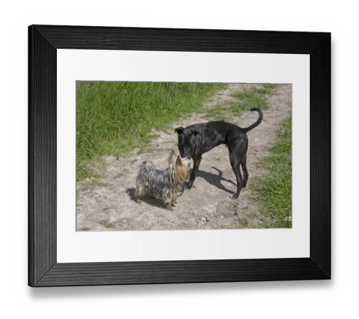 Framed Print : Domestic Dog, Yorkshire Terrier, adult, meeting mongrel, adult, standing on track, West Sussex, England, June Framed Print : Domestic Dog, Yorkshire Terrier, adult, meeting mongrel, adult, standing on track, West Sussex, England, June