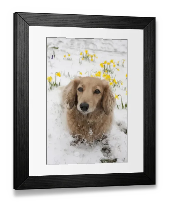 Framed Print : Domestic Dog, Long-haired Miniature Dachshund, adult, sitting on snow beside flowering daffodils, West Sussex, England Framed Print : Domestic Dog, Long-haired Miniature Dachshund, adult, sitting on snow beside flowering daffodils, West Sussex, England