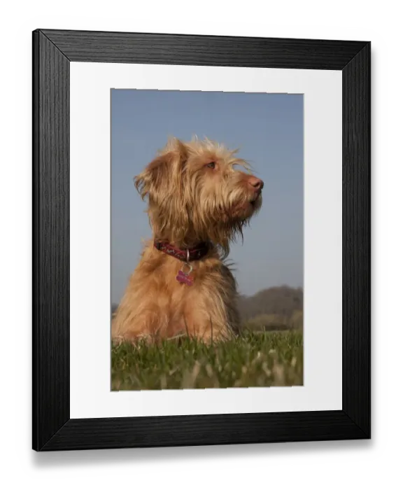 Framed Print : Domestic Dog, Hungarian Vizsla, wire-haired variety, juvenile, one-year old, laying on grass, England, March Framed Print : Domestic Dog, Hungarian Vizsla, wire-haired variety, juvenile, one-year old, laying on grass, England, March
