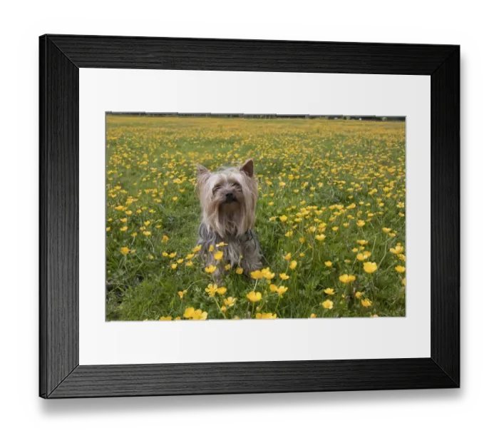 Framed Print : Domestic Dog, Yorkshire Terrier, adult, sitting amongst flowering buttercups in meadow, West Sussex, England, June Framed Print : Domestic Dog, Yorkshire Terrier, adult, sitting amongst flowering buttercups in meadow, West Sussex, England, June