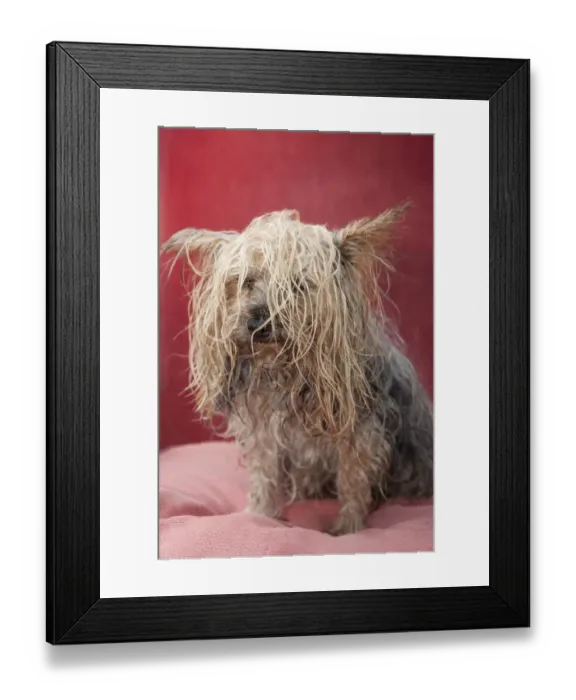 Framed Print : Domestic Dog, Yorkshire Terrier, adult male, with tangled wet hair, England, October Framed Print : Domestic Dog, Yorkshire Terrier, adult male, with tangled wet hair, England, October
