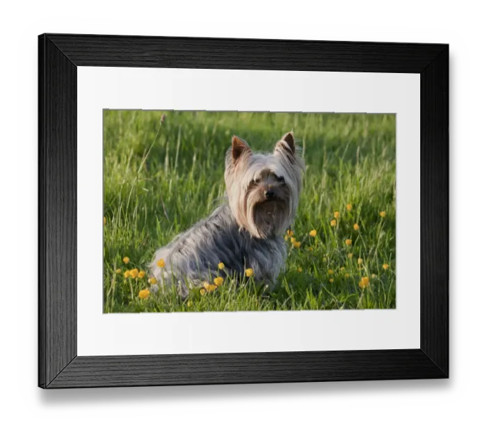 Framed Print : Domestic Dog, Yorkshire Terrier, adult, sitting amongst flowering buttercups in meadow, West Sussex, England, May Framed Print : Domestic Dog, Yorkshire Terrier, adult, sitting amongst flowering buttercups in meadow, West Sussex, England, May