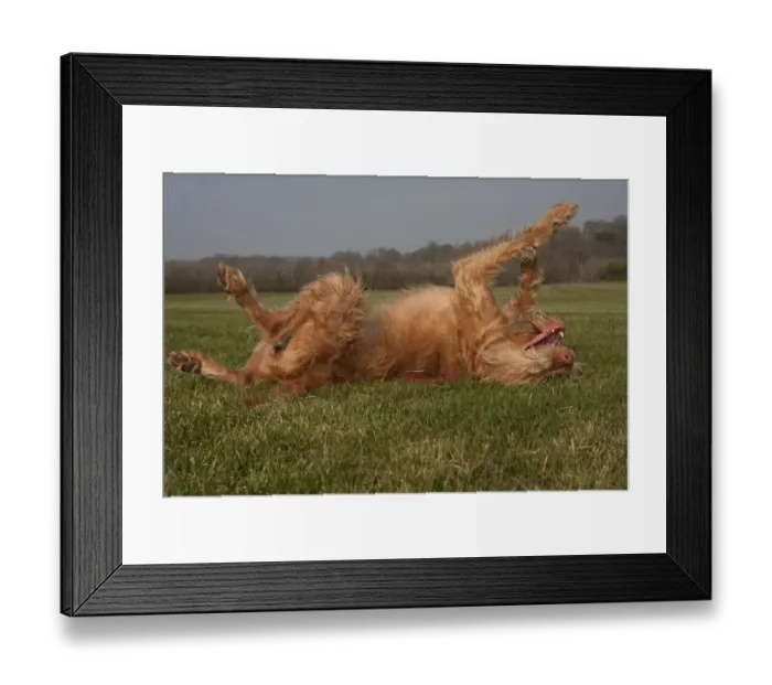 Framed Print : Domestic Dog, Hungarian Vizsla, wire-haired variety, juvenile, one-year old, rolling on back, England, March Framed Print : Domestic Dog, Hungarian Vizsla, wire-haired variety, juvenile, one-year old, rolling on back, England, March