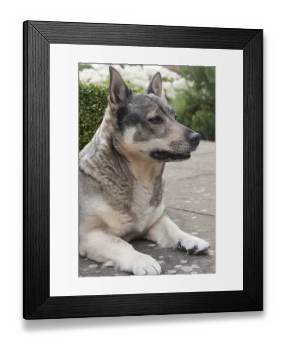 Framed Print : Domestic Dog, Swedish Vallhund, adult female, close-up of head and front legs, resting on garden paving, England Framed Print : Domestic Dog, Swedish Vallhund, adult female, close-up of head and front legs, resting on garden paving, England