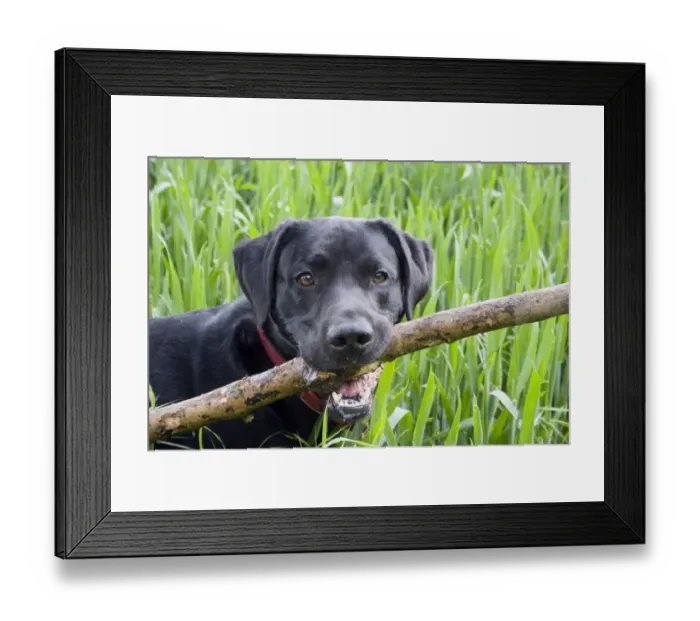 Framed Print : Domestic Dog, Black Labrador Retriever, adult, close-up of head, carrying large stick in mouth, England, May Framed Print : Domestic Dog, Black Labrador Retriever, adult, close-up of head, carrying large stick in mouth, England, May