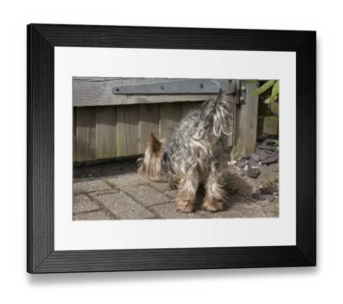 Framed Print : Domestic Dog, Yorkshire Terrier, adult male, sniffing under garden gate, England, January Framed Print : Domestic Dog, Yorkshire Terrier, adult male, sniffing under garden gate, England, January