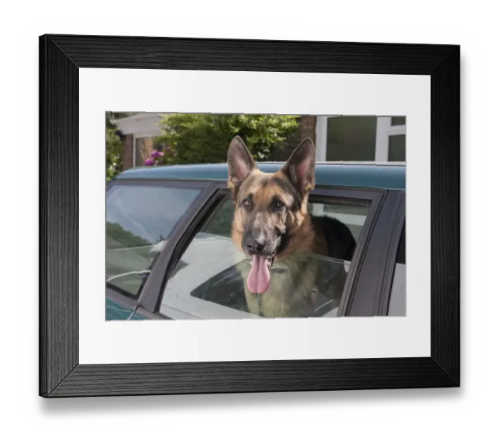 Framed Print : Domestic Dog, German Shepherd Dog, puppy, with head out of car window, panting, England, August