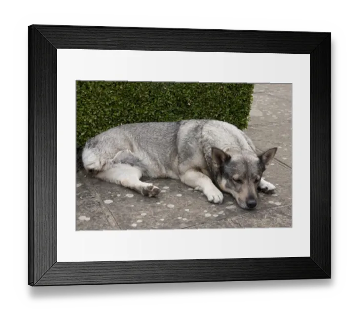 Framed Print : Domestic Dog, Swedish Vallhund, adult female, amputee with back leg missing, resting on garden paving, England, August Framed Print : Domestic Dog, Swedish Vallhund, adult female, amputee with back leg missing, resting on garden paving, England, August