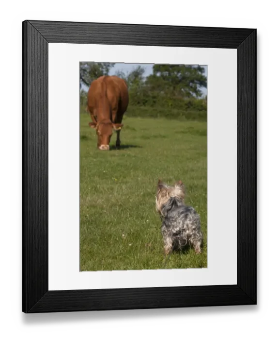 Framed Print : Domestic Dog, Yorkshire Terrier, adult male, on lead, looking at cow grazing in pasture, England, June Framed Print : Domestic Dog, Yorkshire Terrier, adult male, on lead, looking at cow grazing in pasture, England, June