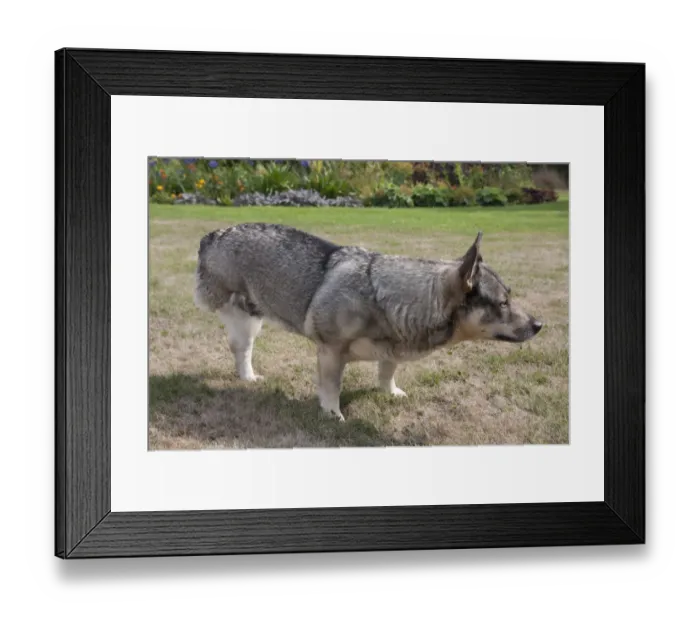 Framed Print : Domestic Dog, Swedish Vallhund, adult female, amputee with back leg missing, standing on garden lawn, England, August Framed Print : Domestic Dog, Swedish Vallhund, adult female, amputee with back leg missing, standing on garden lawn, England, August