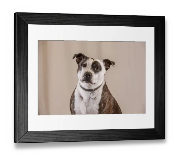 Framed Print : Domestic Dog, Staffordshire Bull Terrier, adult male, close-up of head and chest