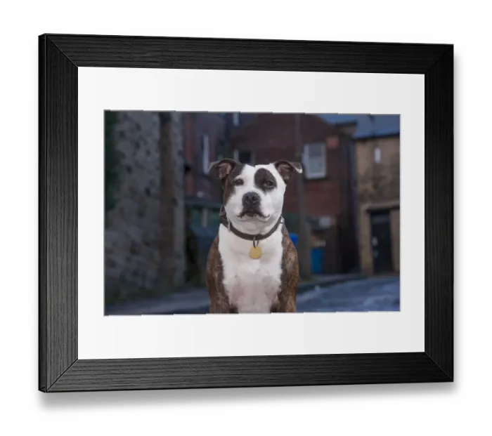 Framed Print : Domestic Dog, Staffordshire Bull Terrier, adult male, close-up of head and chest
