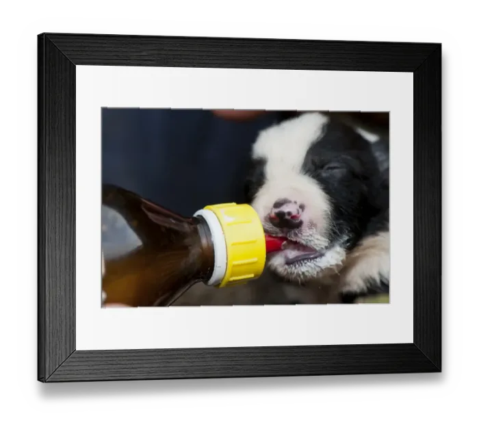 Framed Print : Domestic Dog, Border Collie, two-week old puppy, being fed milk from bottle, as result of large litter, England, March Framed Print : Domestic Dog, Border Collie, two-week old puppy, being fed milk from bottle, as result of large litter, England, March