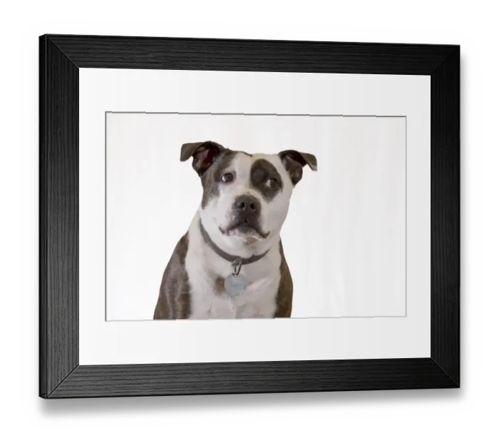 Framed Print : Domestic Dog, Staffordshire Bull Terrier, adult male, close-up of head, wearing collar and identification tag Framed Print : Domestic Dog, Staffordshire Bull Terrier, adult male, close-up of head, wearing collar and identification tag