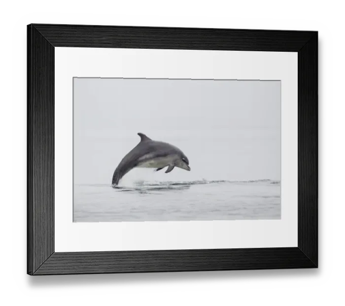 Framed Print : Common Bottlenose Dolphin (Tursiops truncatus) adult, leaping from sea, Moray Firth, Scotland, July Framed Print : Common Bottlenose Dolphin (Tursiops truncatus) adult, leaping from sea, Moray Firth, Scotland, July