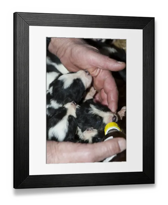 Framed Print : Domestic Dog, Border Collie, two-week old puppies, being fed milk from bottle, as result of large litter, England Framed Print : Domestic Dog, Border Collie, two-week old puppies, being fed milk from bottle, as result of large litter, England