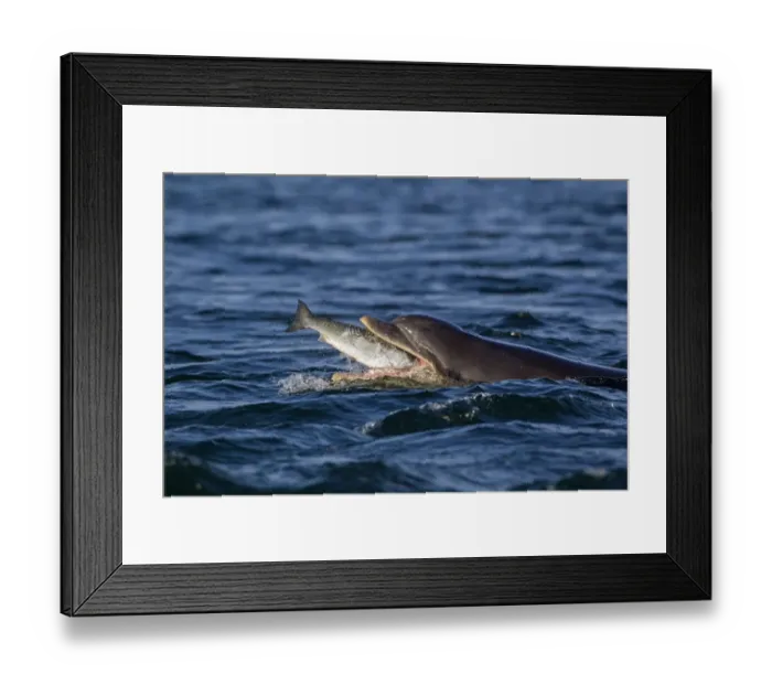 Framed Print : Common Bottlenose Dolphin (Tursiops truncatus) adult, catching Atlantic Salmon (Salmo salar) prey, Moray Firth Framed Print : Common Bottlenose Dolphin (Tursiops truncatus) adult, catching Atlantic Salmon (Salmo salar) prey, Moray Firth