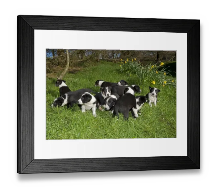 Framed Print : Domestic Dog, Border Collie, puppies, group on grass, England, April Framed Print : Domestic Dog, Border Collie, puppies, group on grass, England, April