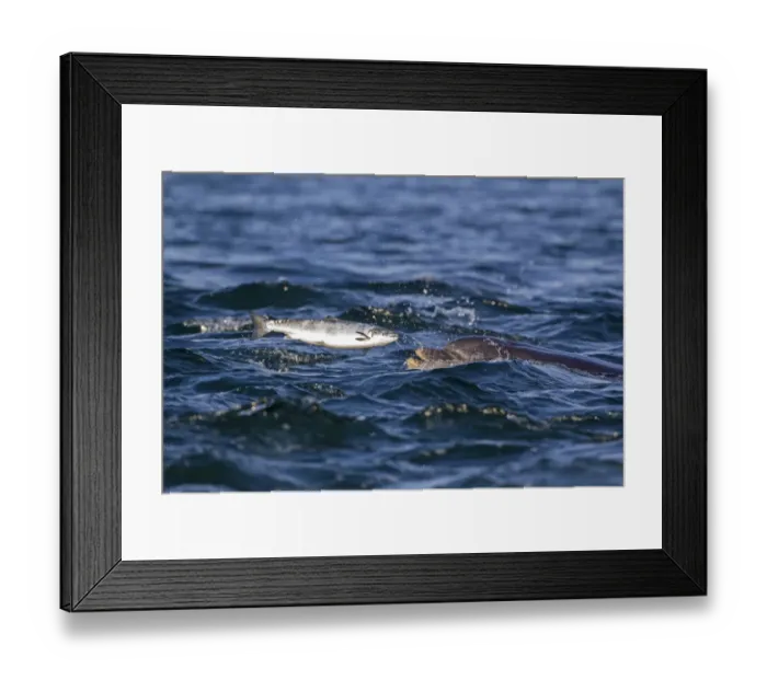 Framed Print : Common Bottlenose Dolphin (Tursiops truncatus) adult, catching Atlantic Salmon (Salmo salar) prey, Moray Firth Framed Print : Common Bottlenose Dolphin (Tursiops truncatus) adult, catching Atlantic Salmon (Salmo salar) prey, Moray Firth