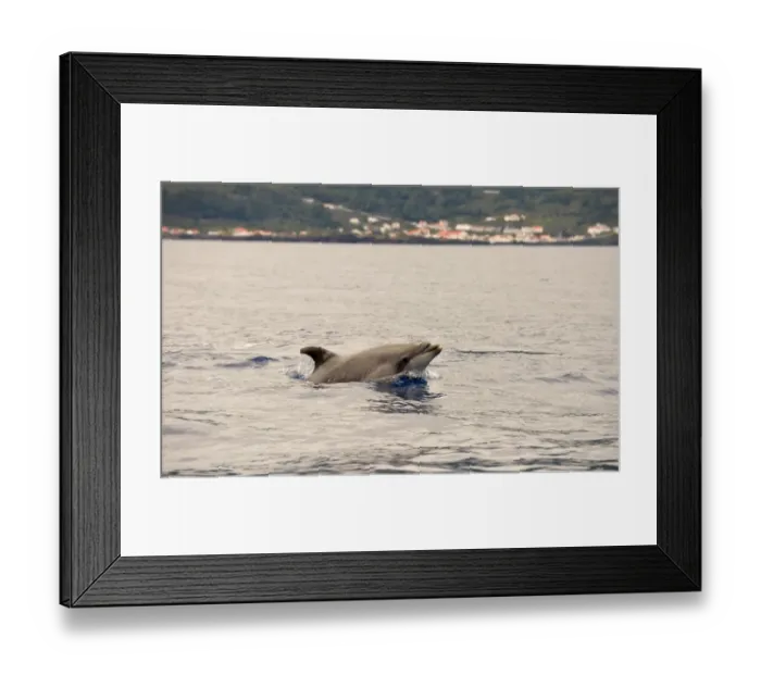 Framed Print : Common Bottlenose Dolphin (Tursiops truncatus) adult, porpoising, with coastline in background, Azores, June Framed Print : Common Bottlenose Dolphin (Tursiops truncatus) adult, porpoising, with coastline in background, Azores, June