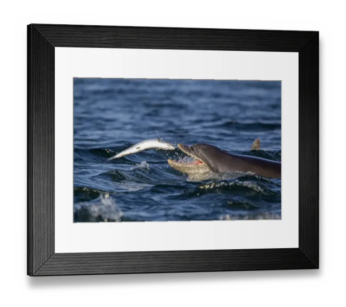 Framed Print : Common Bottlenose Dolphin (Tursiops truncatus) adult, catching Atlantic Salmon (Salmo salar) prey, Moray Firth Framed Print : Common Bottlenose Dolphin (Tursiops truncatus) adult, catching Atlantic Salmon (Salmo salar) prey, Moray Firth
