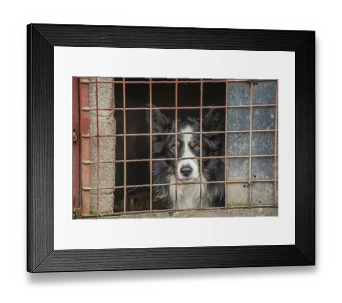Framed Print : Domestic Dog, Border Collie, working sheepdog, adult, close-up of head, looking out from pen, Northumberland, England Framed Print : Domestic Dog, Border Collie, working sheepdog, adult, close-up of head, looking out from pen, Northumberland, England