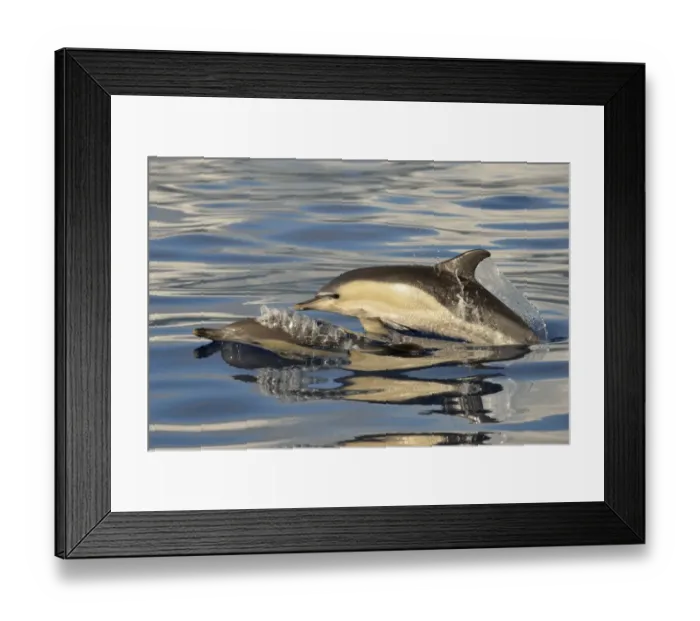 Framed Print : Short-beaked Common Dolphin (Delphinus delphis) two adults, porpoising, Azores, June Framed Print : Short-beaked Common Dolphin (Delphinus delphis) two adults, porpoising, Azores, June