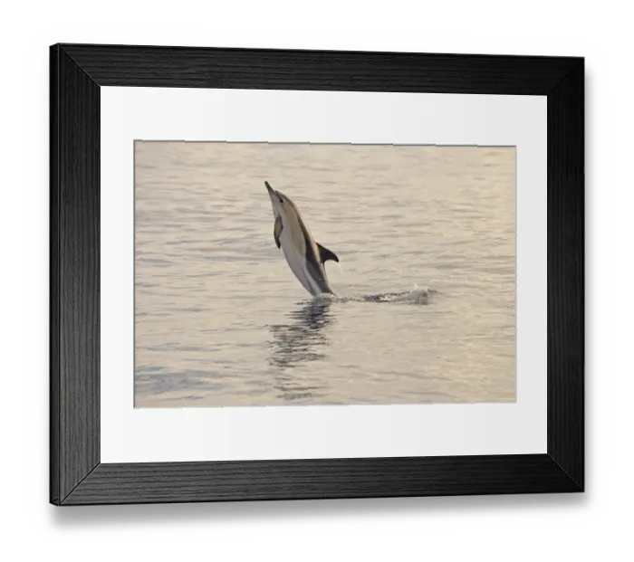 Framed Print : Short-beaked Common Dolphin (Delphinus delphis) adult, leaping out off water, Azores, June Framed Print : Short-beaked Common Dolphin (Delphinus delphis) adult, leaping out off water, Azores, June