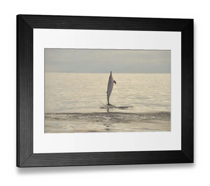 Framed Print : Short-beaked Common Dolphin (Delphinus delphis) adult, leaping out of water, Azores, June