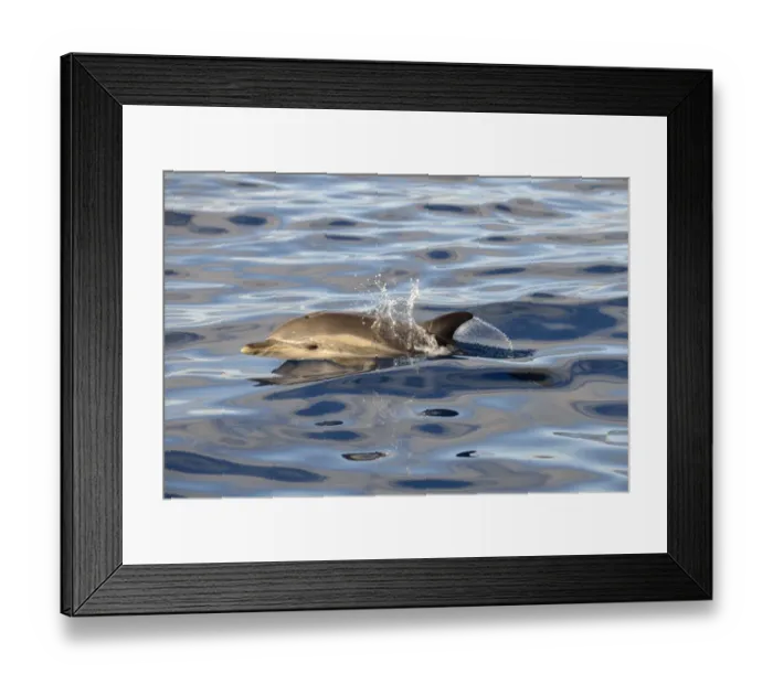 Framed Print : Short-beaked Common Dolphin (Delphinus delphis) adult, porpoising, Azores, June Framed Print : Short-beaked Common Dolphin (Delphinus delphis) adult, porpoising, Azores, June