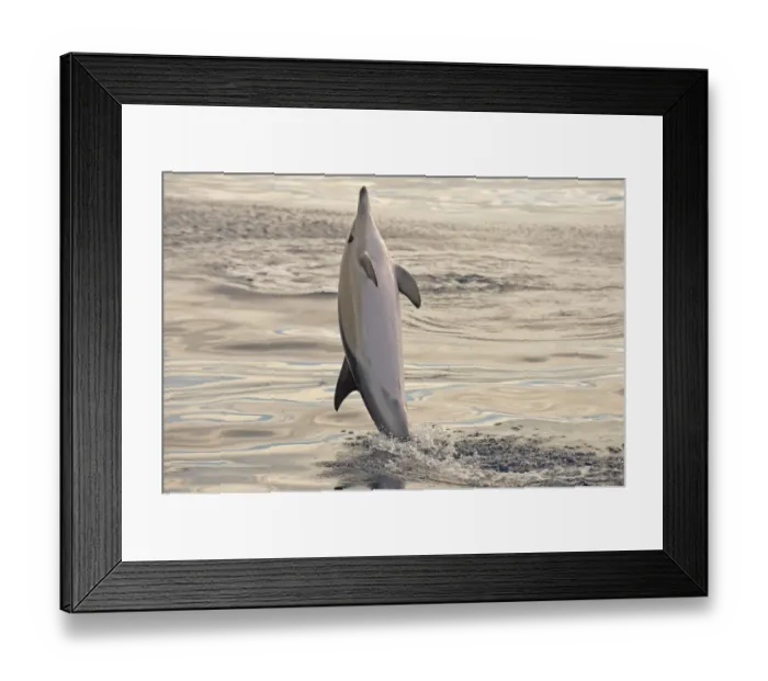Framed Print : Short-beaked Common Dolphin (Delphinus delphis) adult, leaping out of water, Azores, June Framed Print : Short-beaked Common Dolphin (Delphinus delphis) adult, leaping out of water, Azores, June